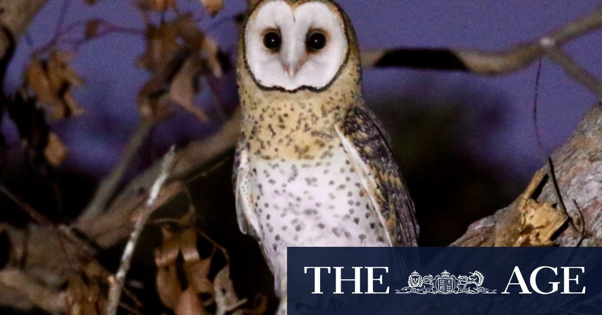 Dead owls are piling up in my freezer: Perth scientists take a stand