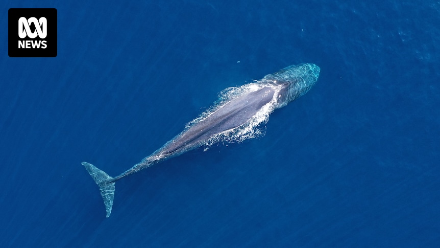 Drones and tourist video of pygmy blue whales helps experts better understand their behaviour