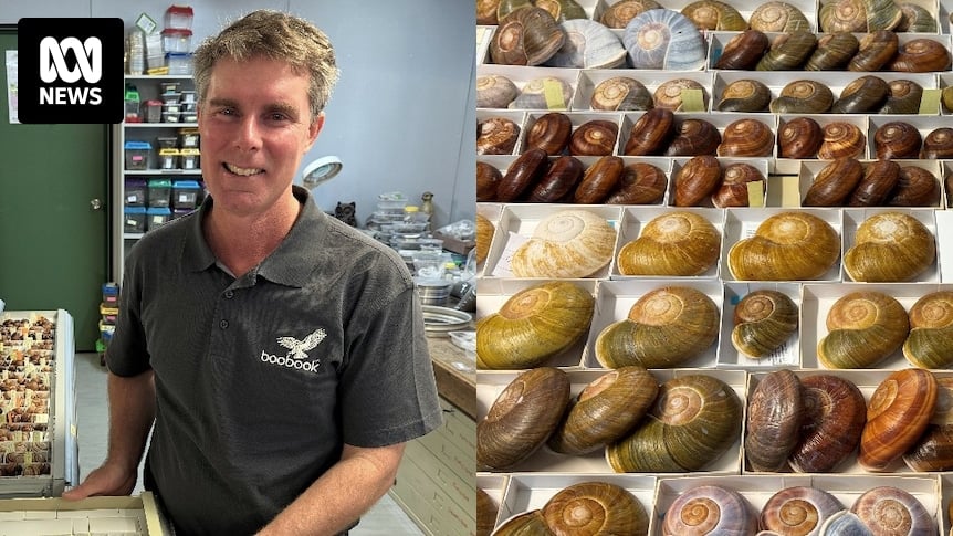 Ecologist Craig Eddie's childhood was spent snail foraging, now he has a museum-worthy collection
