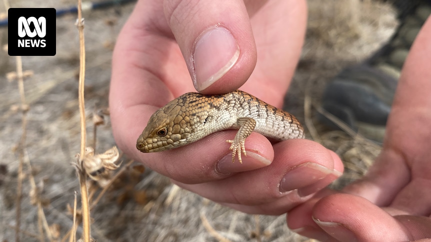 Endangered lizards, at risk of extinction due to climate change, surviving at secret site