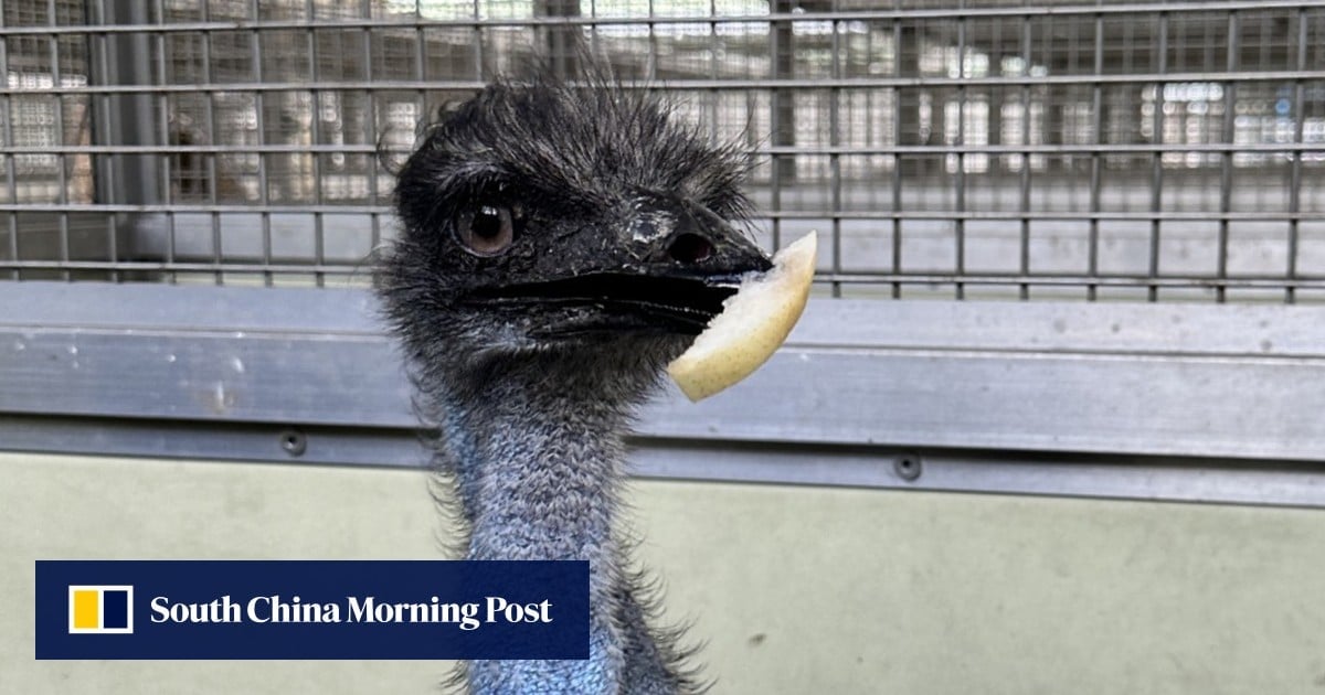 Feather brushes and tasty fruit: Hong Kong gives first public update on escaped emu