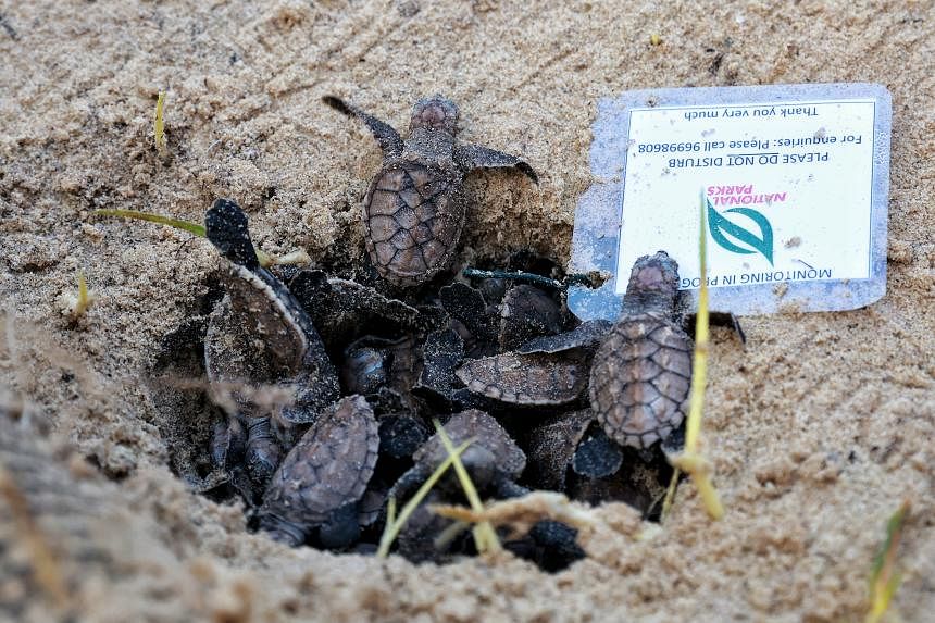 First hawksbill turtle nest found at East Coast Park after oil spill 