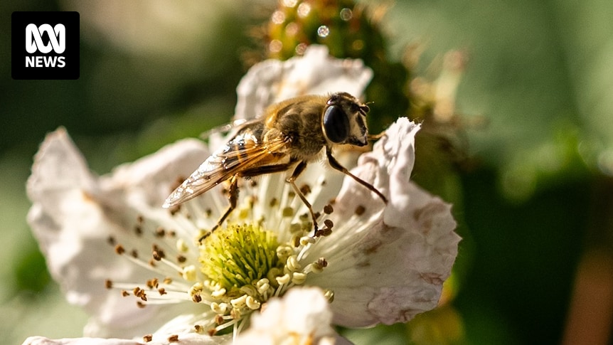 Flower fly pollination could alleviate Australia's reliance on honey bees for crops as varroa mite impact plays out