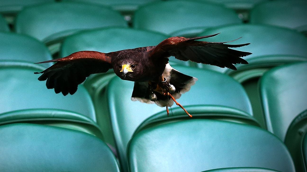 From strawberries and cream to Rufus the hawk: A look at Wimbledon's unique traditions