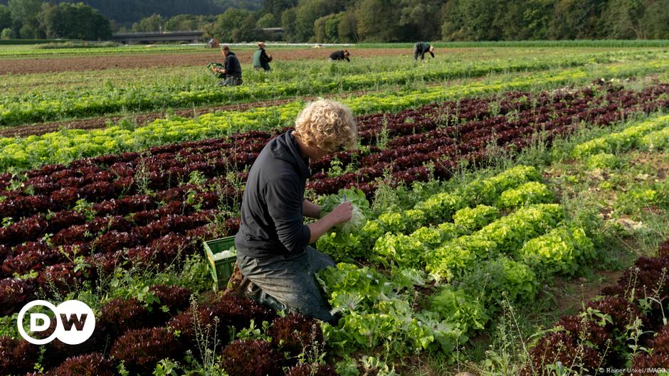 Germany: Why are young people shunning farming?