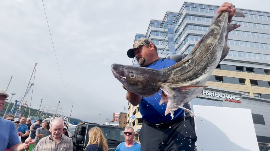 Get it while you can, fish harvesters say, handing out free cod in downtown St. John's