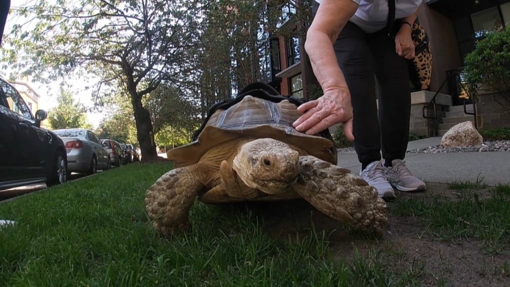 Giant tortoise walking along B.C. sidewalks inspires tourist from Australia