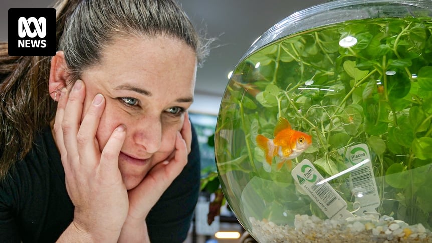 Goldfish adoption agency springs up in Horsham plant store to avoid flushing fish down toilet