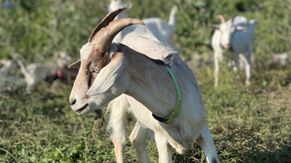 GTA municipalities using goats to help manage invasive species