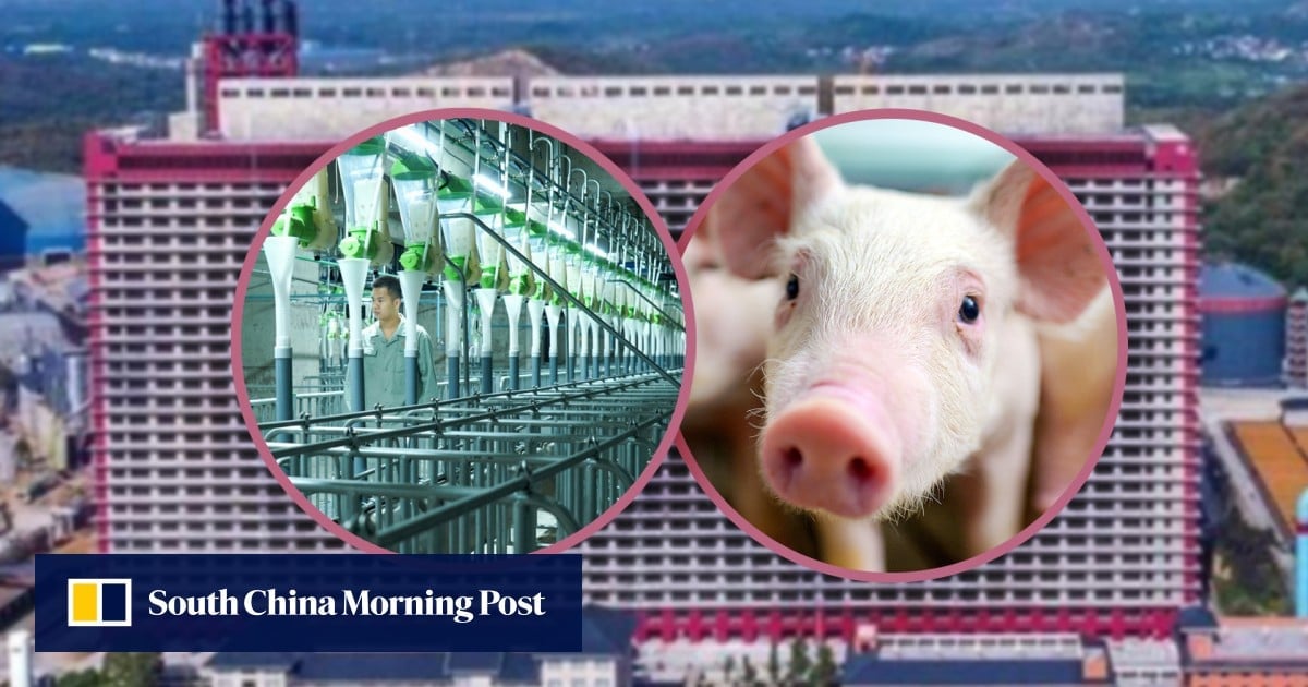 High on the hog: skyscraping hi-tech China swine farm produces 1.2 million pigs a year