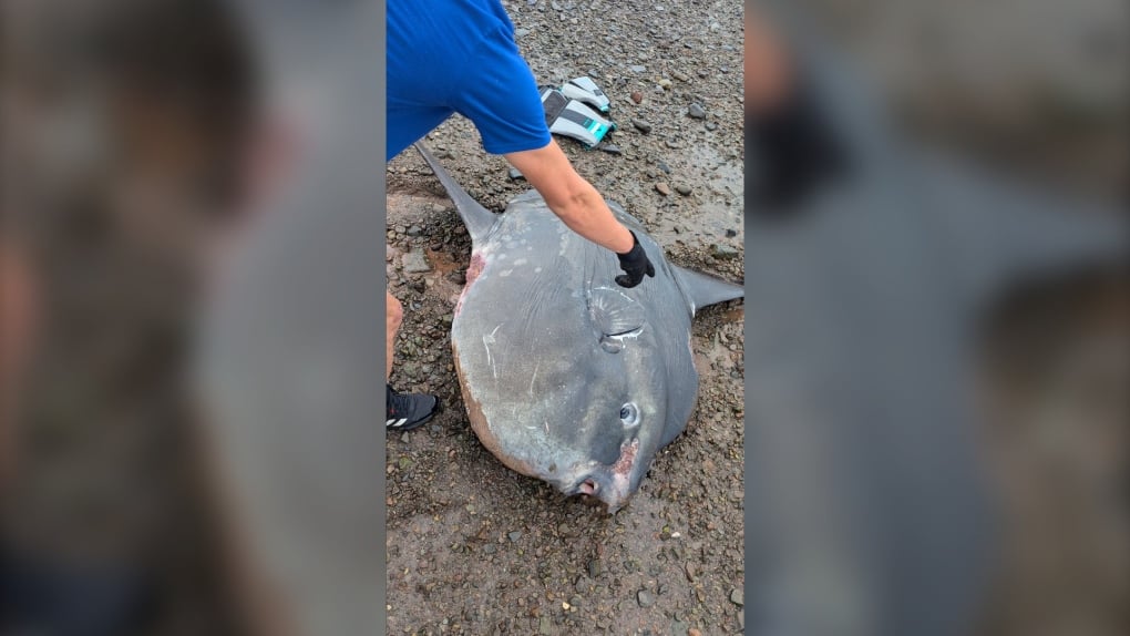 Holy Mola! Massive sunfish rescued near Bay of Fundy