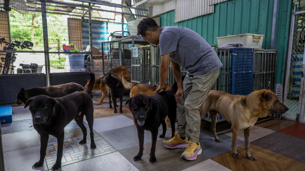 Hong Kong lawmakers, volunteers sound alarm over surge in stray dogs in New Territories
