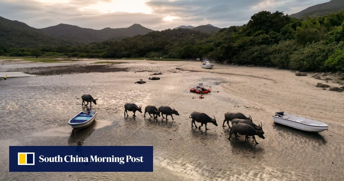 Hong Kong public not fully informed about damage eco-recreation area would bring: green groups