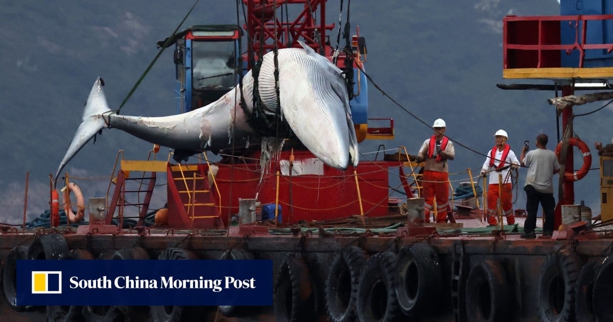 Hong Kong to seek whale-watching ban after report finds fast-moving vessel killed mammal