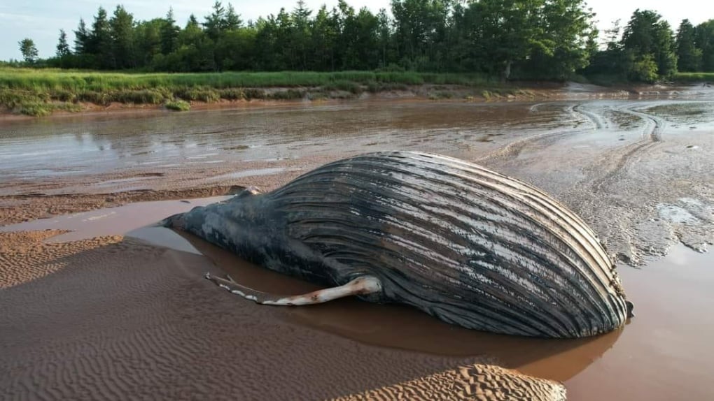 'How did it get there?': Young Humpback whale dies after swimming up Nova Scotia's Shubenacadie River 