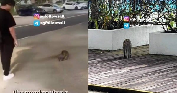 'It even paused my music': Monkey snatches phone from student in Ngee Ann Poly and refuses to return