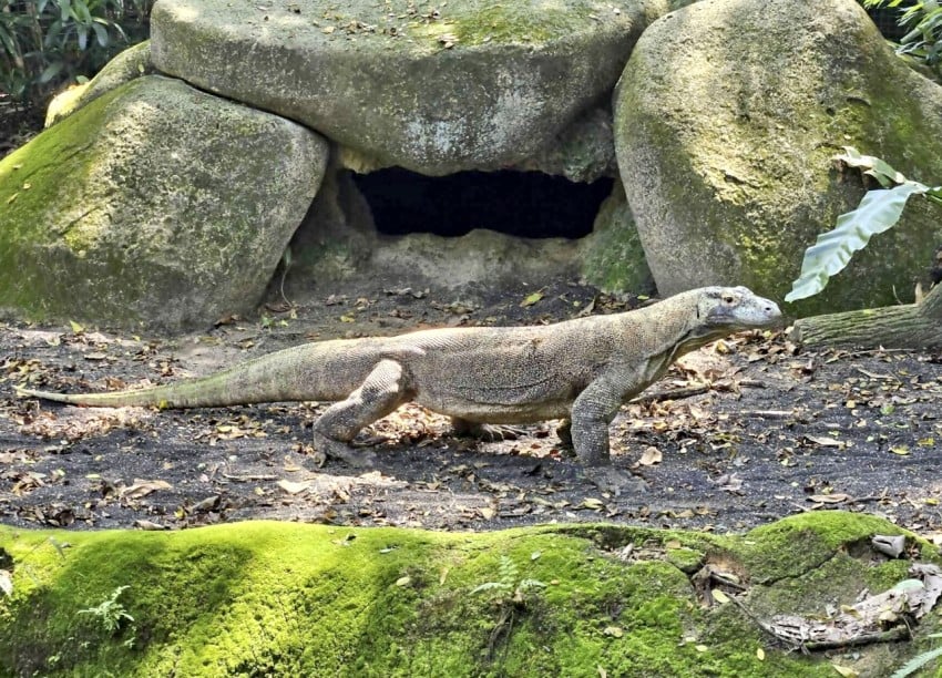 Japan zoo to exhibit endangered Komodo dragon