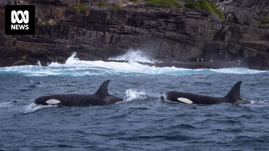 Killer whale Split Fin and orca family spotted on NSW far south coast