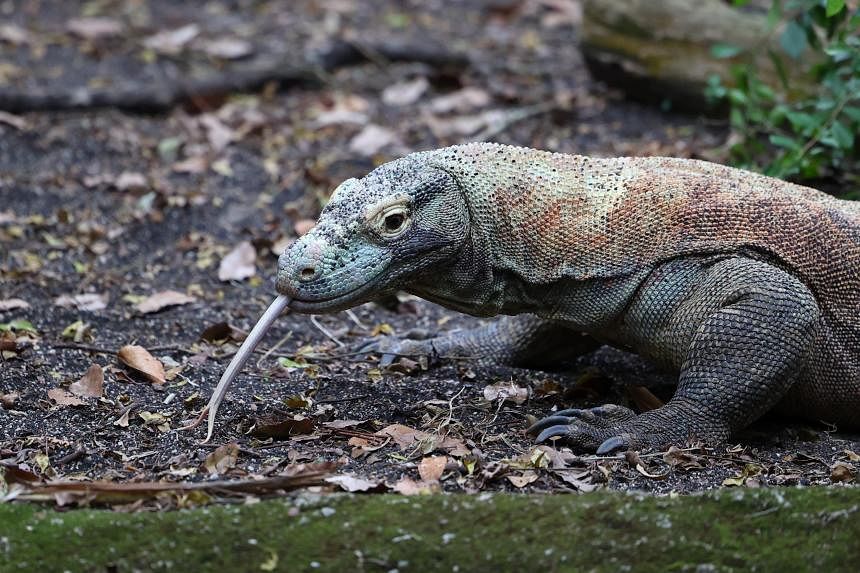 Komodo dragons have teeth coated in iron to kill prey: Study