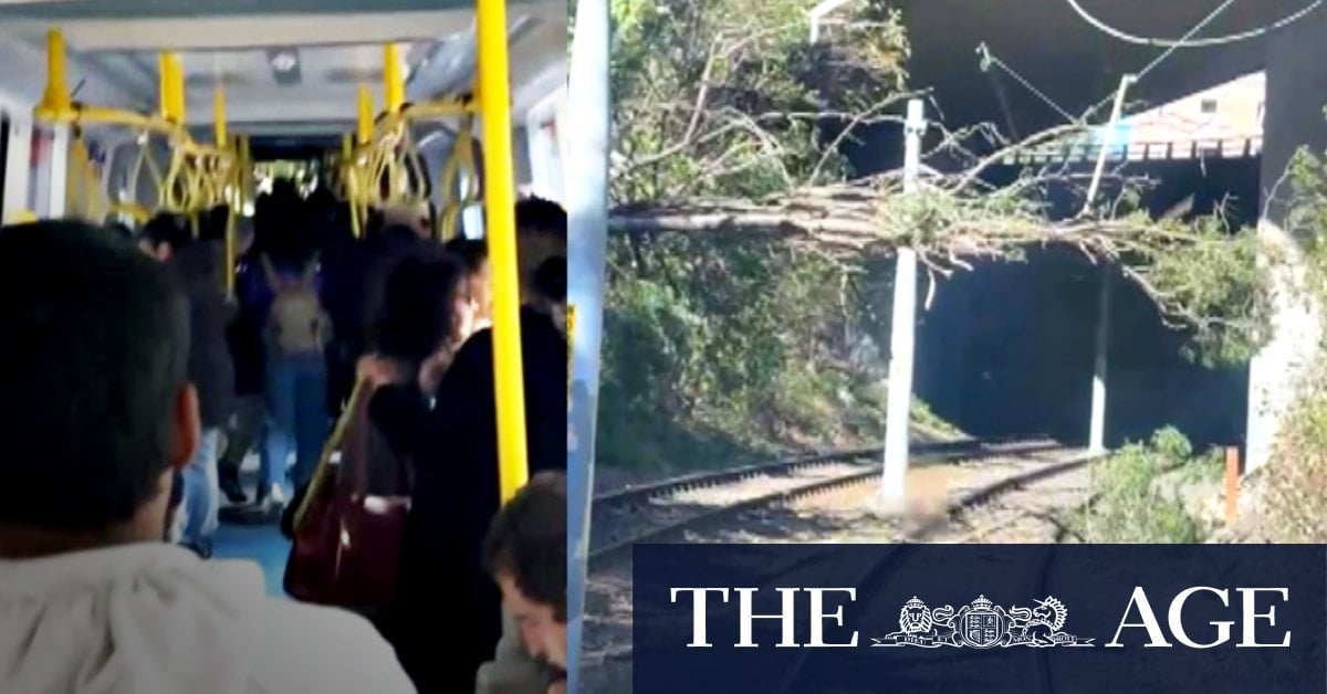 Light rail carriage hit by fallen tree as damaging winds blast Sydney