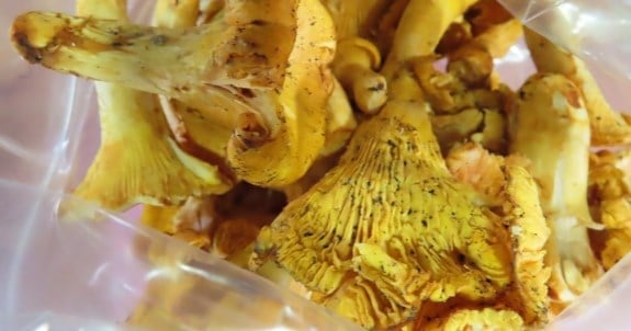 Lithuanian mushrooms intercepted at border following radiation detection
