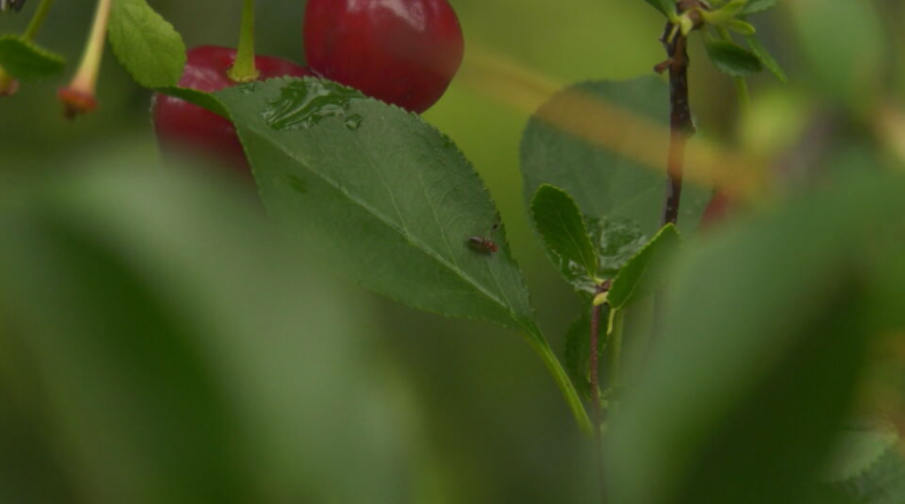 Manitoba warns fruit growers about invasive pest