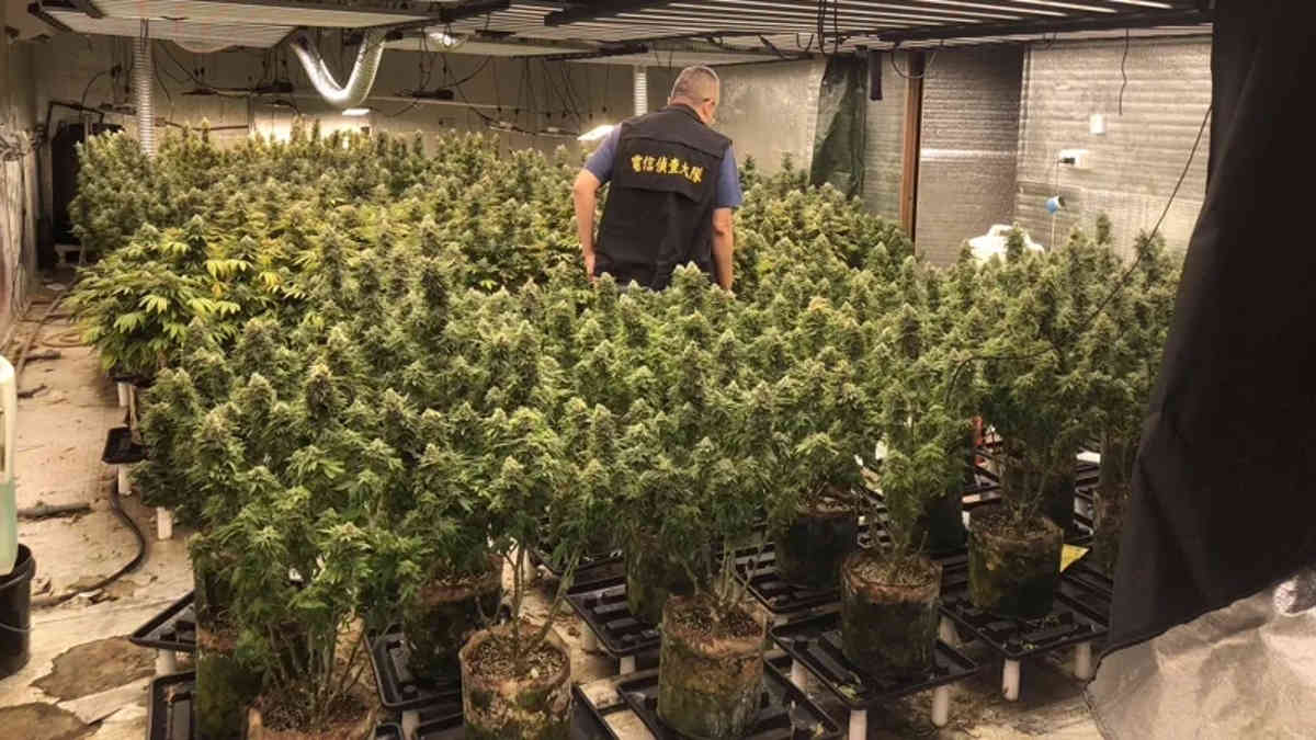 Marijuana grow op busted: 780 plants in three locations in central Taiwan