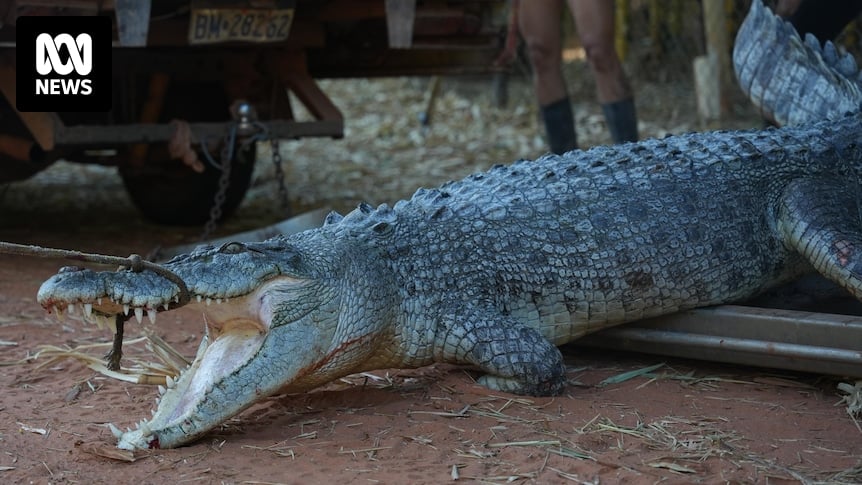 Meet 'Fingers', the 3.3-metre saltwater crocodile caught at Western Australia's Cable Beach