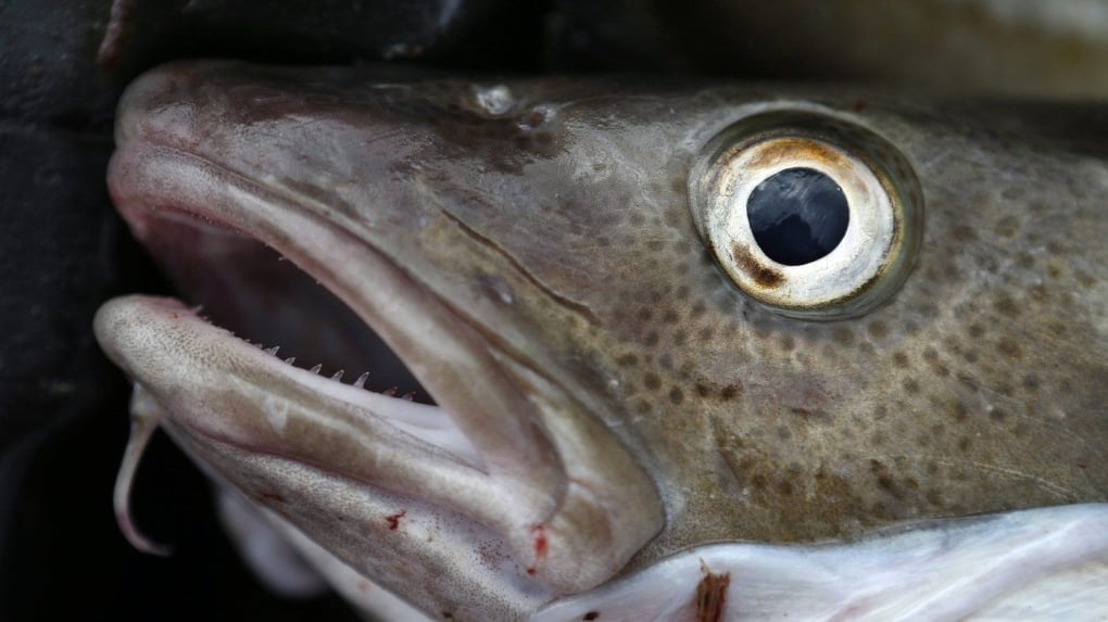 Newfoundland and Labrador fishers say commercial cod fishery should not reopen