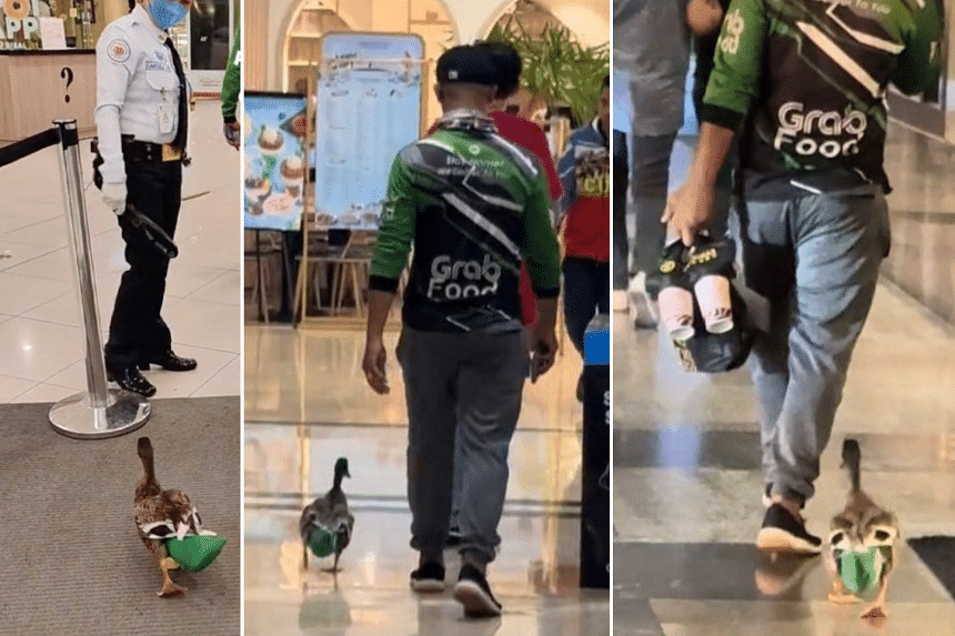 Not lame at all: Duck tails GrabFood delivery rider in the Philippines, wins praise for hard work