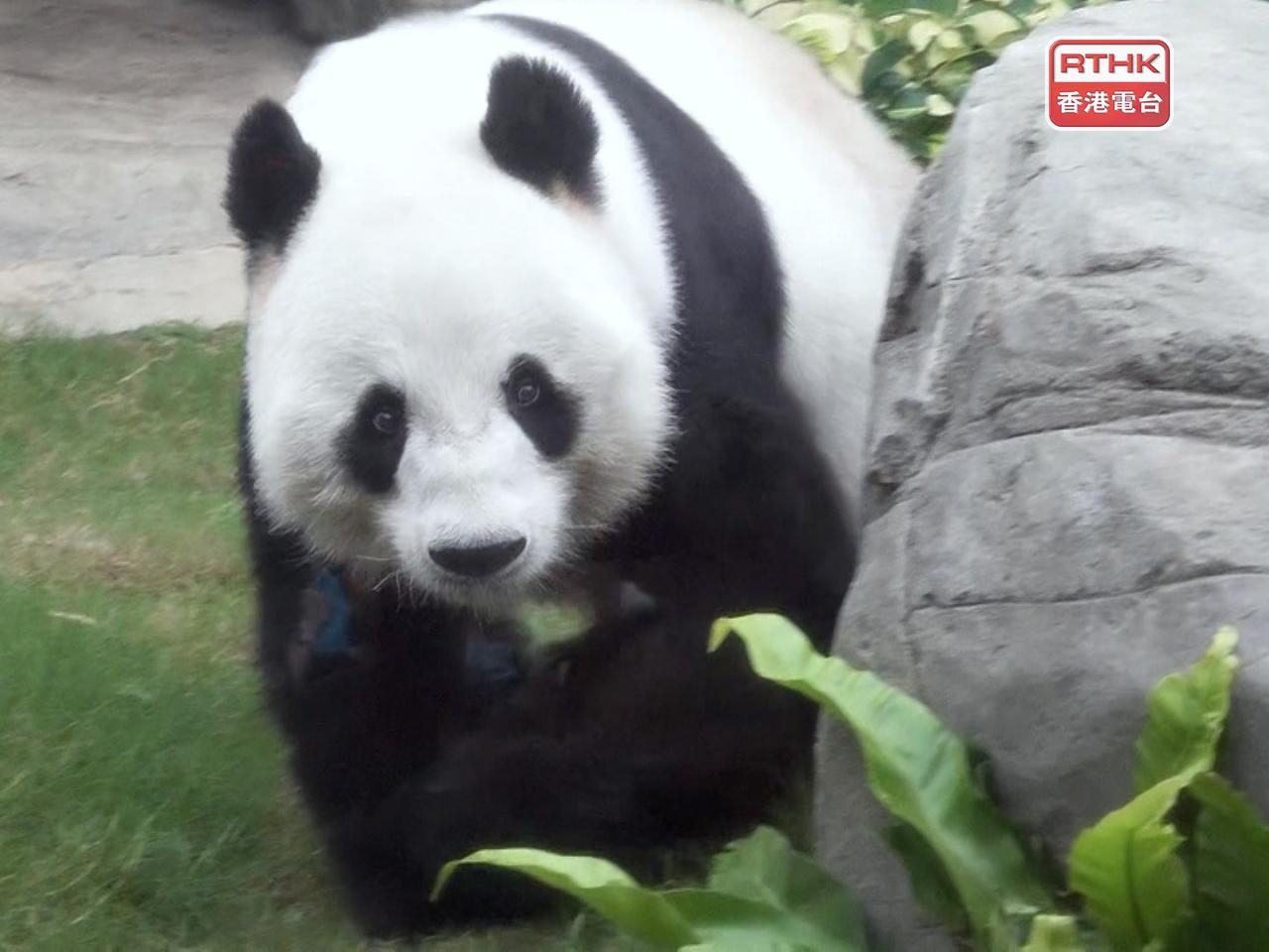 Officials to go to Sichuan to discuss panda delivery