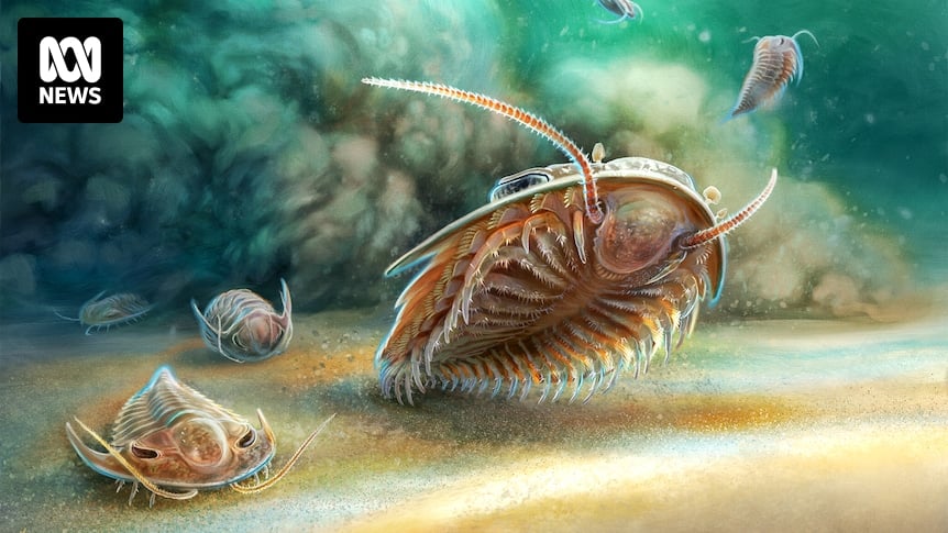 Oldest trilobite fossils found in volcanic ash open new palaeontology frontier