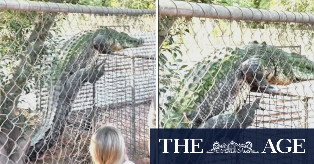 Online video showing curious crocodile climbing fence in WA goes viral