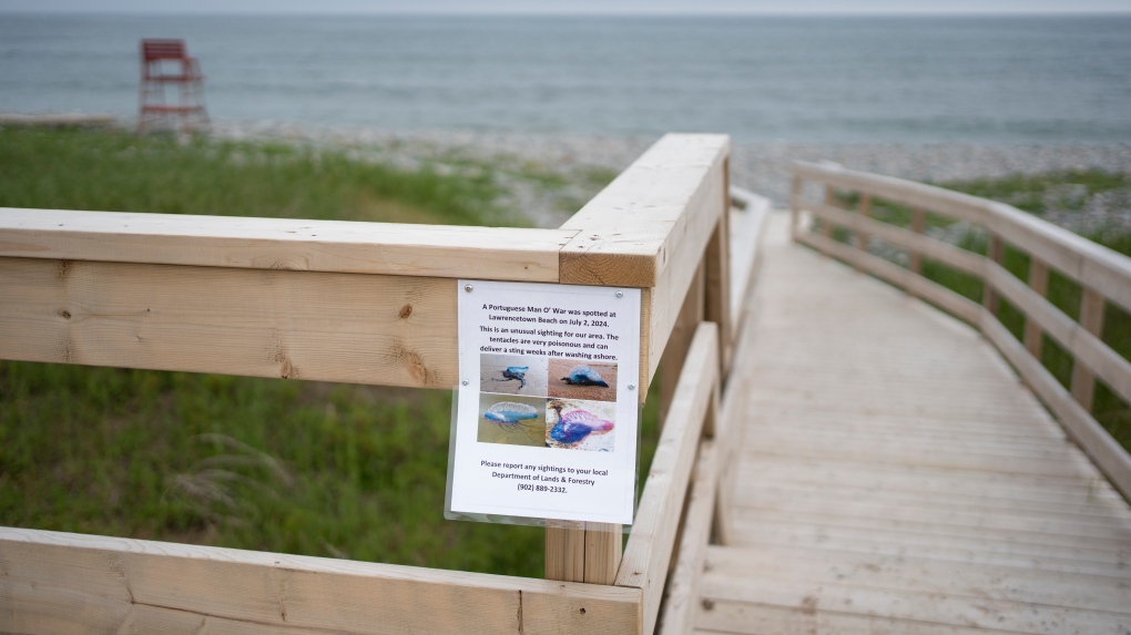 'Otherworldly' Portuguese man o' war becoming more common on Nova Scotia's inshore