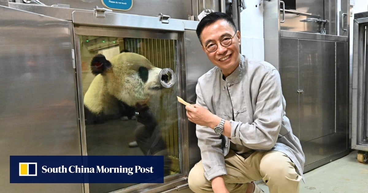 Panda prep: Hong Kong tourism chief leads team to Sichuan as city set to welcome new bears