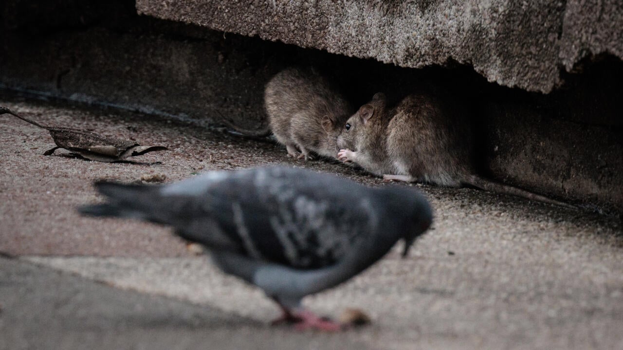 Paris races to control its rat population ahead of Olympics