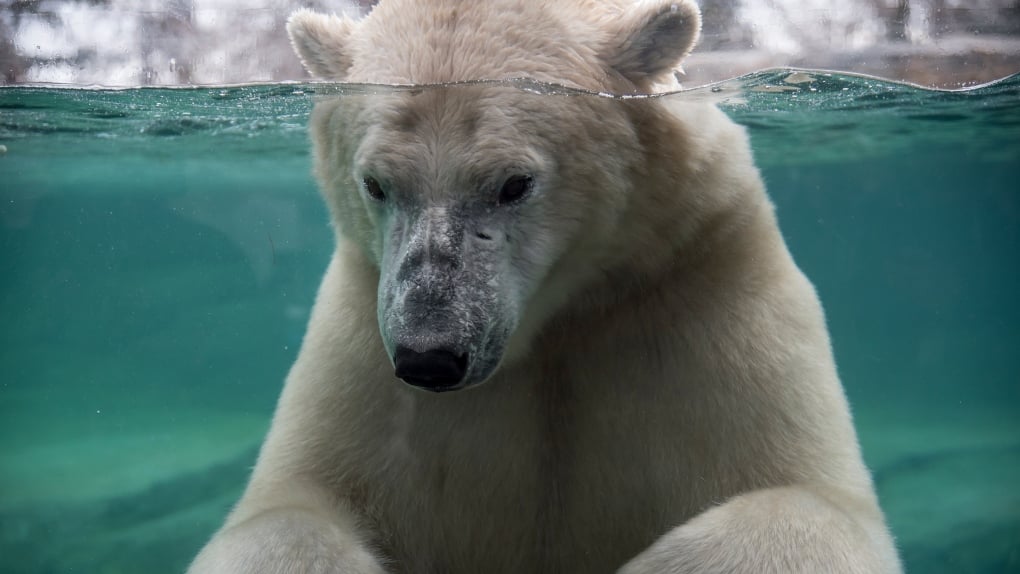 Polar bear at Calgary Zoo died by drowning following 'crushing' injury