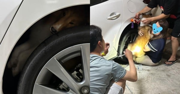 'Poor thing must be panicking': Dog gets stuck in car's wheel gap in Jurong West, freed by passers-by