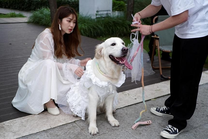 Puppy love: Canine weddings on the rise in fast-ageing China