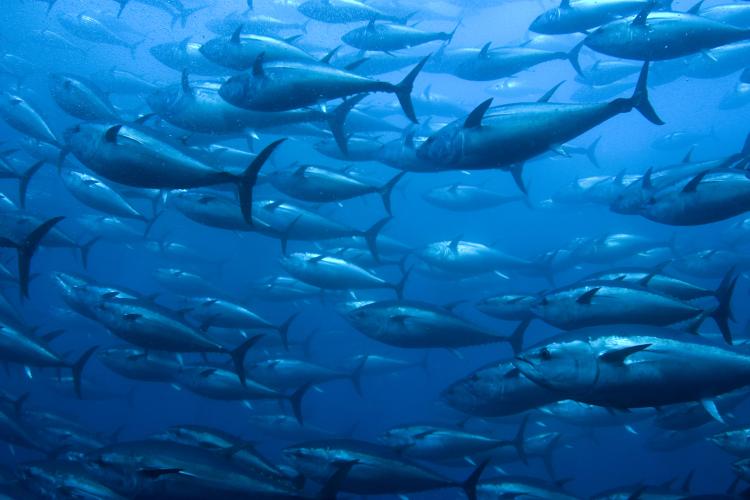 Quota for big Pacific bluefin tuna to rise 50% amid stock recovery