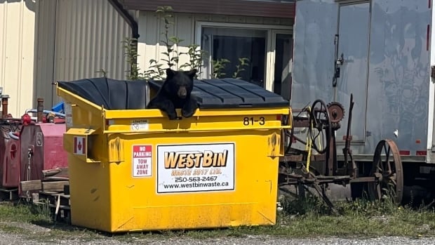 Record 76 black bears killed in B.C. city, prompting calls for change