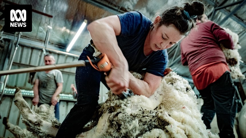 Sheep shearing program hoping to entice new workers to billion-dollar industry