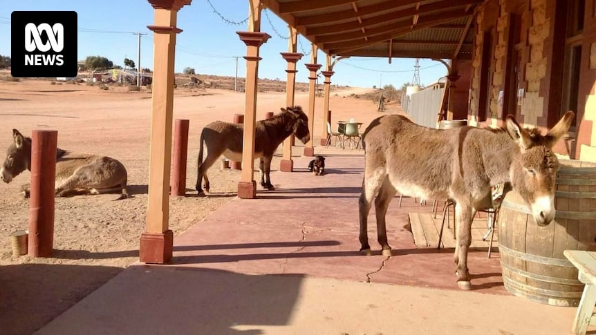 Silverton residents keep watch on donkeys as they interact with outback tourists