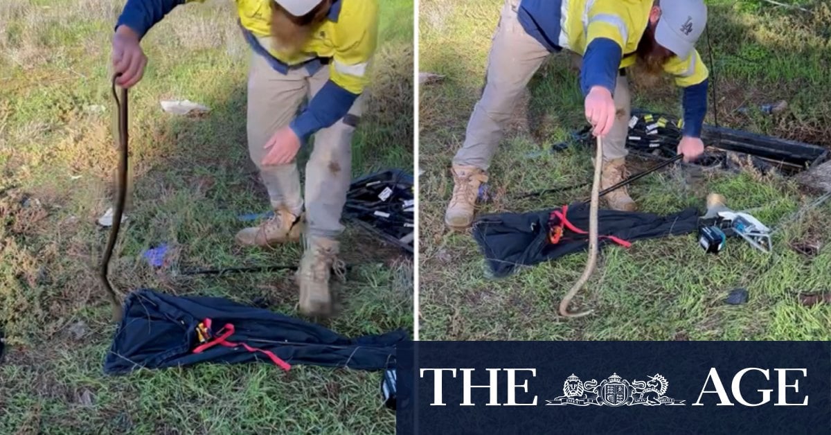 Snake catcher saves Telstra workers from scaly surprise