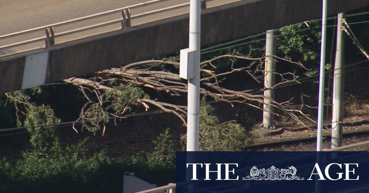 Sydney light rail line knocked out by fallen tree