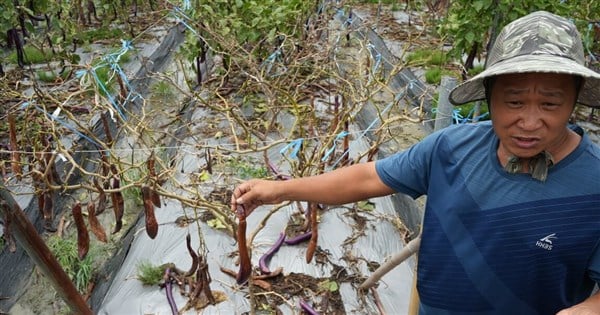 Taiwan's agricultural losses from Typhoon Gaemi near NT$1.7 billion