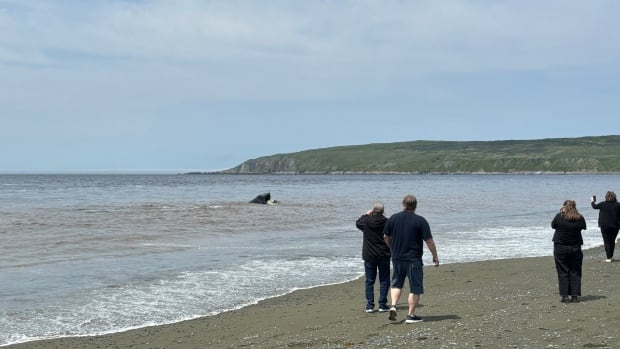 Thar she blows! Visitors flock to St. Vincent's, N.L., for whale spectacular