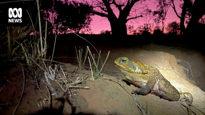 The $12m 'waterless barrier' plan to stop cane toads marching into the Pilbara