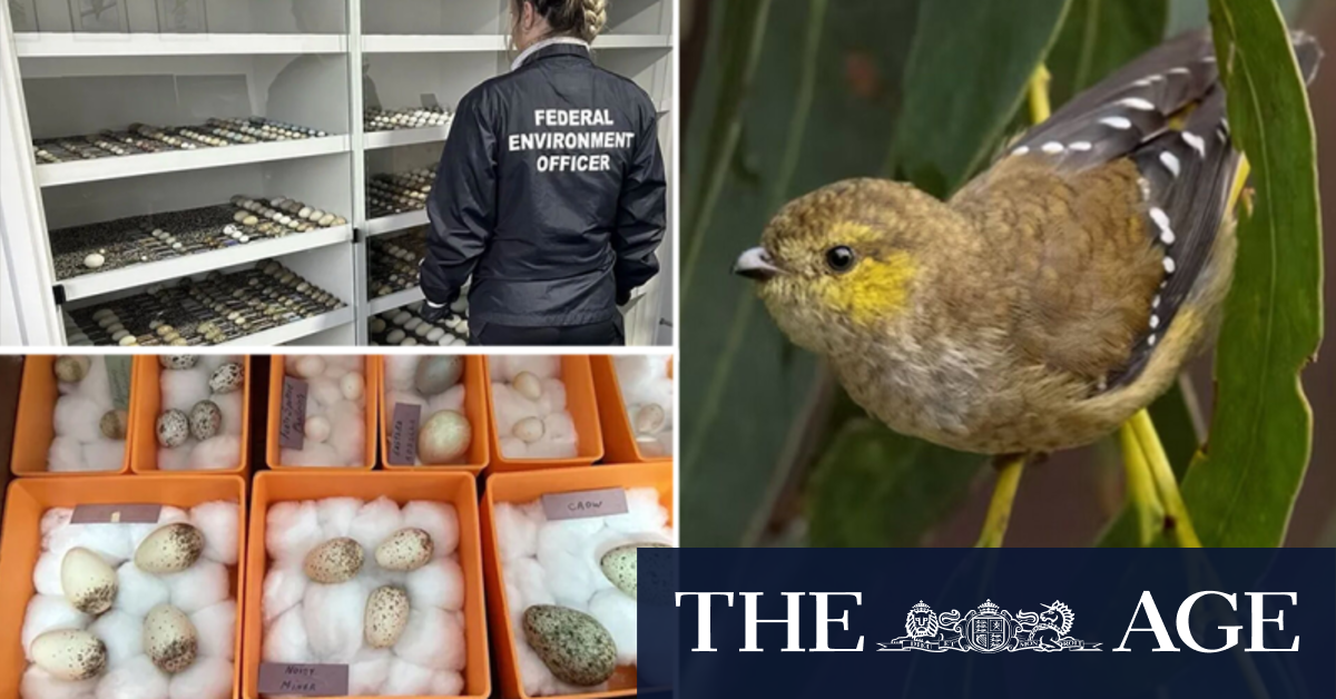 Thousands of rare bird eggs seized in Tasmania