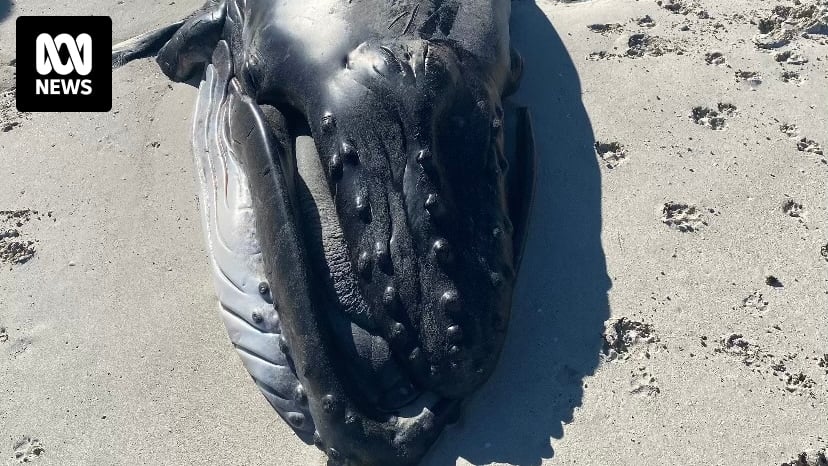 Three dead or dying whales off WA's coast in four days no cause for concern, says conservationist